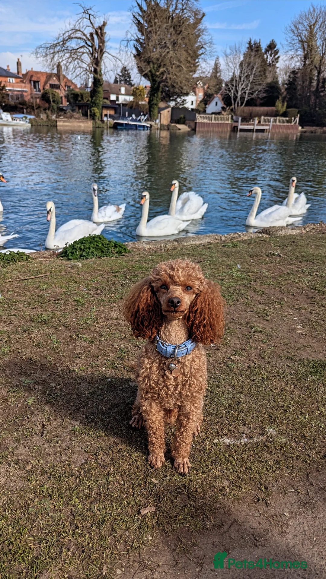 Miniature Poodle dogs for stud: Stunning proven KC health tested Red Stud in Reading - Image 9