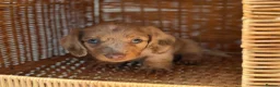 Miniature Dachshund dogs for sale: KC STUNNING COLOURED BLUE EYED SMOOTH & LONG COATS - Advert 7