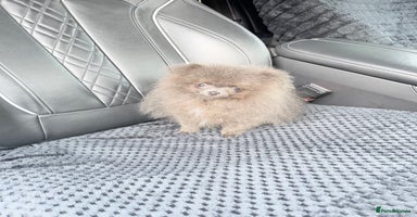 Pomeranian dogs - Advert 1