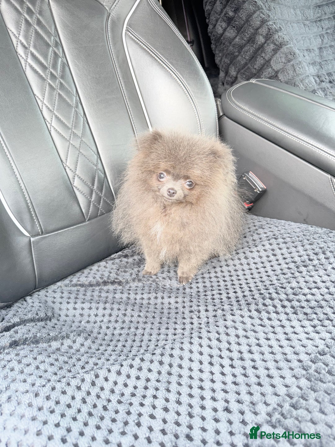 Pomeranian dogs for sale:  Pomeranian blue Girl  - Image 3