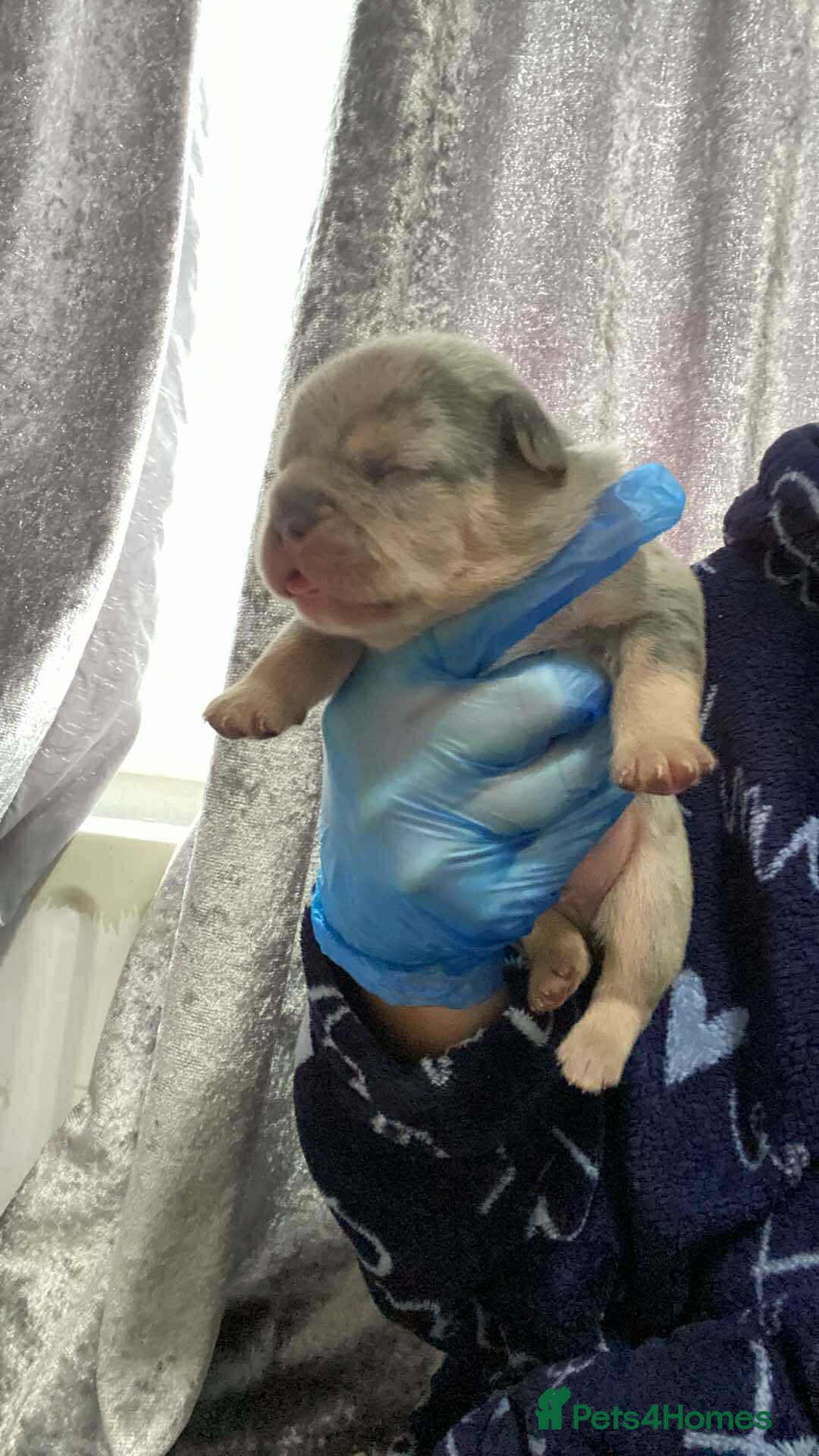 French Bulldog dogs for sale: Beautiful frenchie puppies 🐶  - Image 10