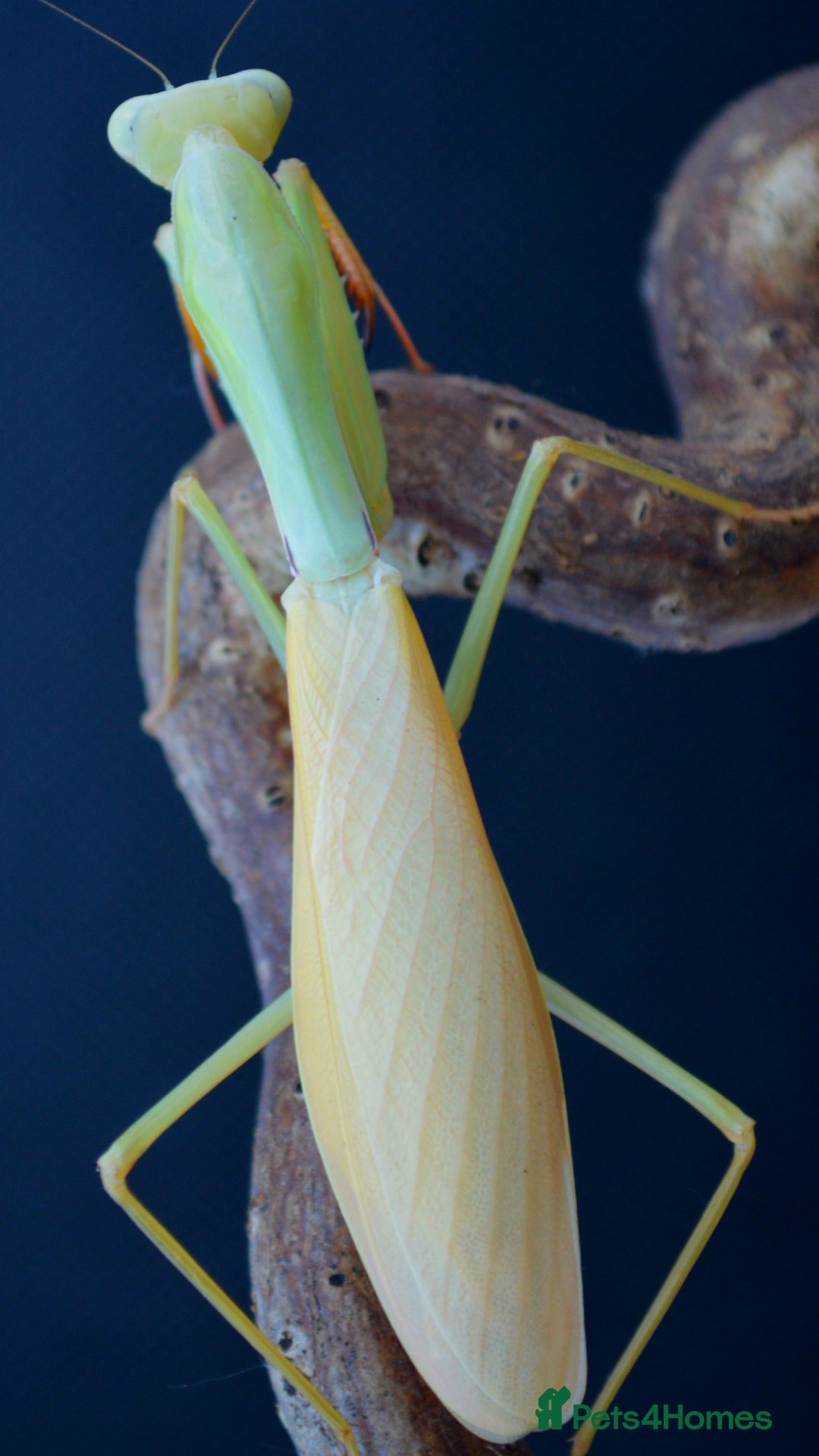 Praying Mantis invertebrates for sale: Various Praying Mantis. PLEASE READ FULL ADVERT.  - Advert 4