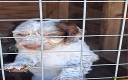 Cocker Spaniel dogs for sale: Working Cocker Spaniel Puppies  - Image 16