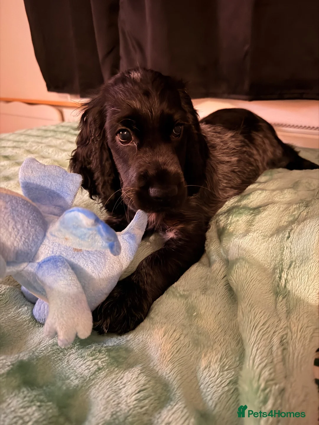Cocker Spaniel dogs for sale: Brody  - Advert 8