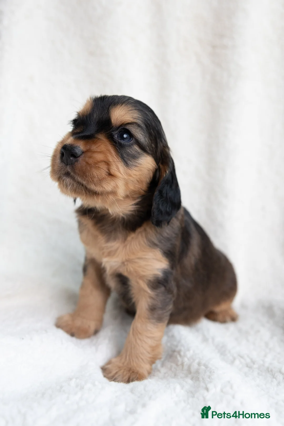 Mixed Breed dogs for sale: Mini Golden retriever ( Dakota sport retriever) - Advert 12