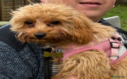 Cavapoo dogs for sale: 6 month old female Cavapoo looking for new home - Image 6