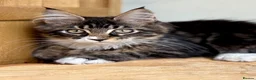 Maine Coon cats for sale: Beautiful Maine Coon kittens - Advert 3