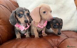 Miniature Dachshund dogs for sale: Beautiful Mini Dachshund Pups 🐶 5 Star ⭐ Breeder - Image 4