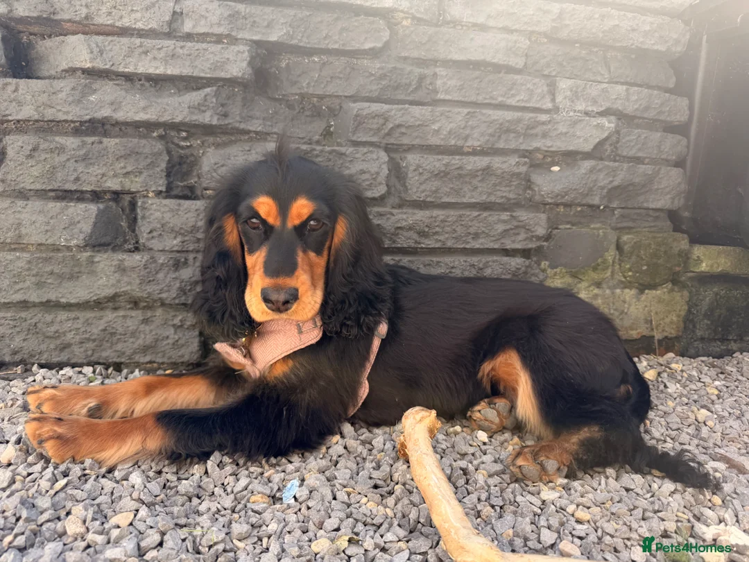 Cocker Spaniel dogs for sale: Cocker spaniel puppy - show type. - Advert 2