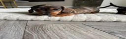 Miniature Dachshund dogs for sale: Miniature dachshund  - Advert 19
