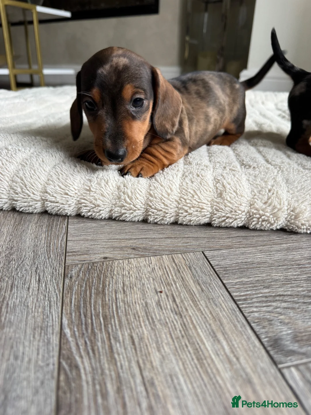 Miniature Dachshund dogs for sale: Miniature dachshund  - Advert 19