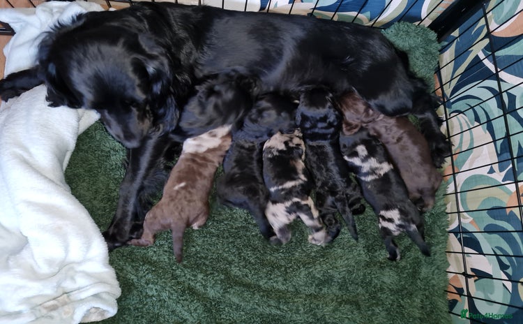 Cocker Spaniel dogs Working Cocker Spaniel Puppies - Advert 9
