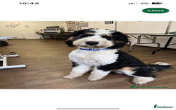 Labradoodle dogs for sale: STANDARD SIZE, HEALTH TESTED, SUPER CURLY COATS - Image 18