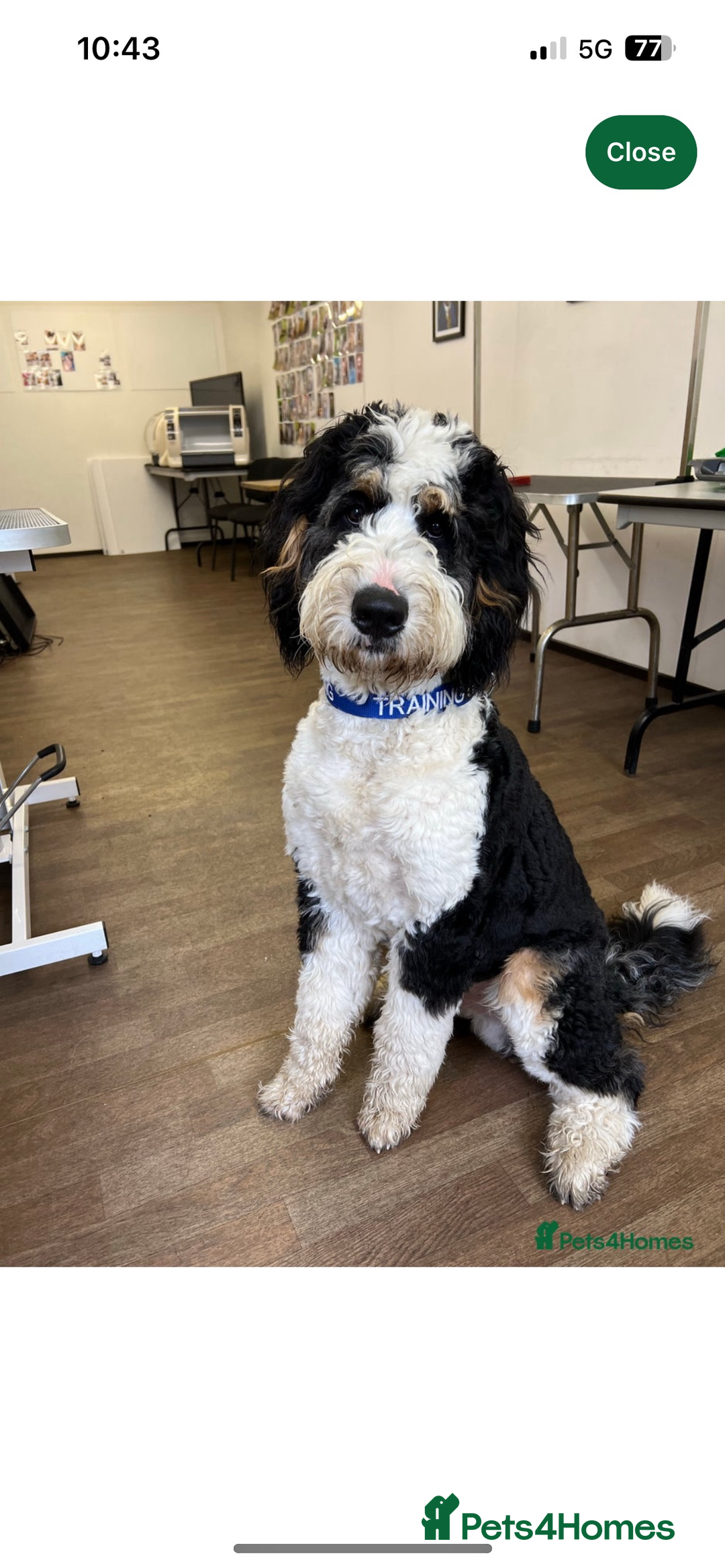 Labradoodle dogs for sale: STANDARD SIZE, HEALTH TESTED, SUPER CURLY COATS - Image 18