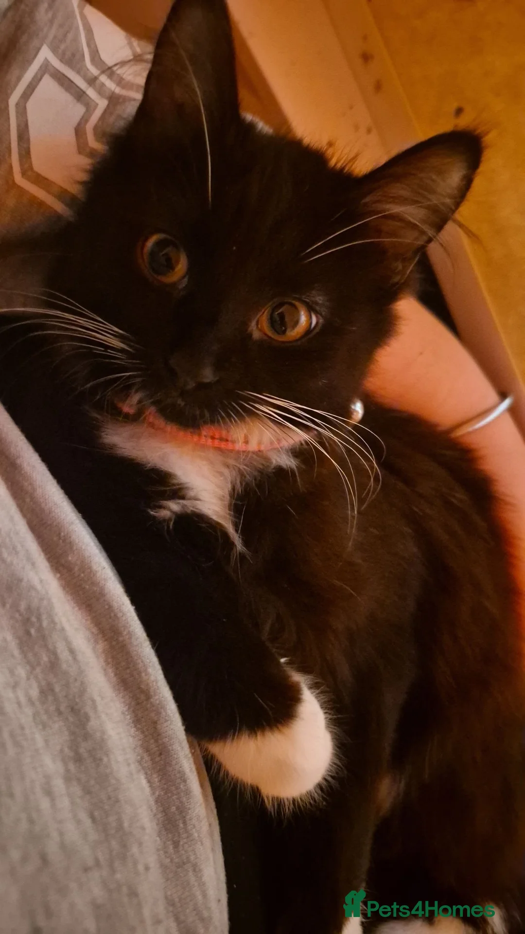 Domestic Shorthair cats for sale: Male kittens  - Advert 2