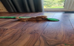 Cockapoo dogs for sale: Cockapoo - Image 20