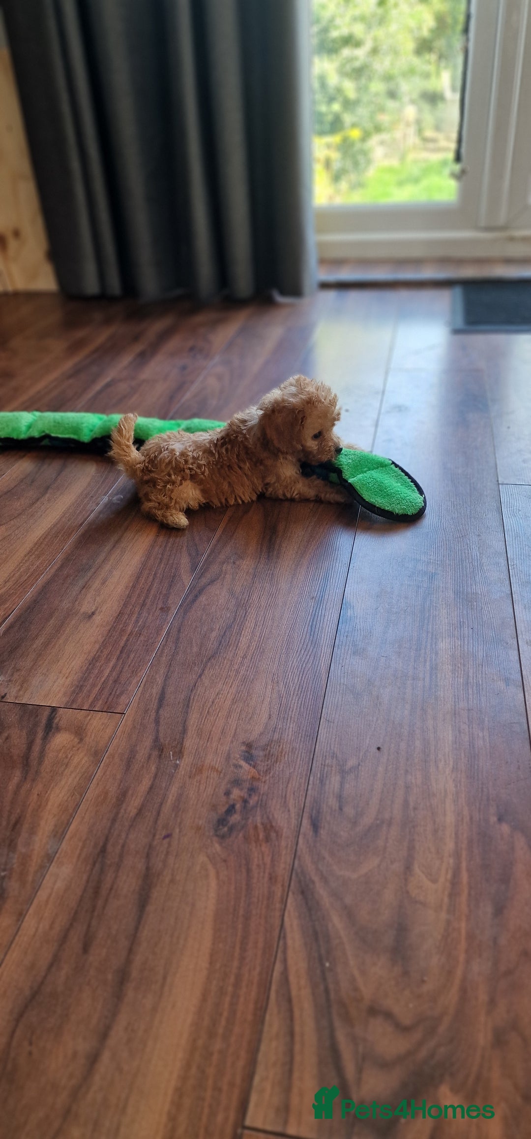 Cockapoo dogs for sale: Cockapoo - Image 20