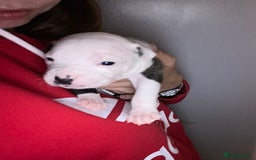 Staffordshire Bull Terrier dogs for sale: Staffordshire bull terrier Puppies  - Image 11