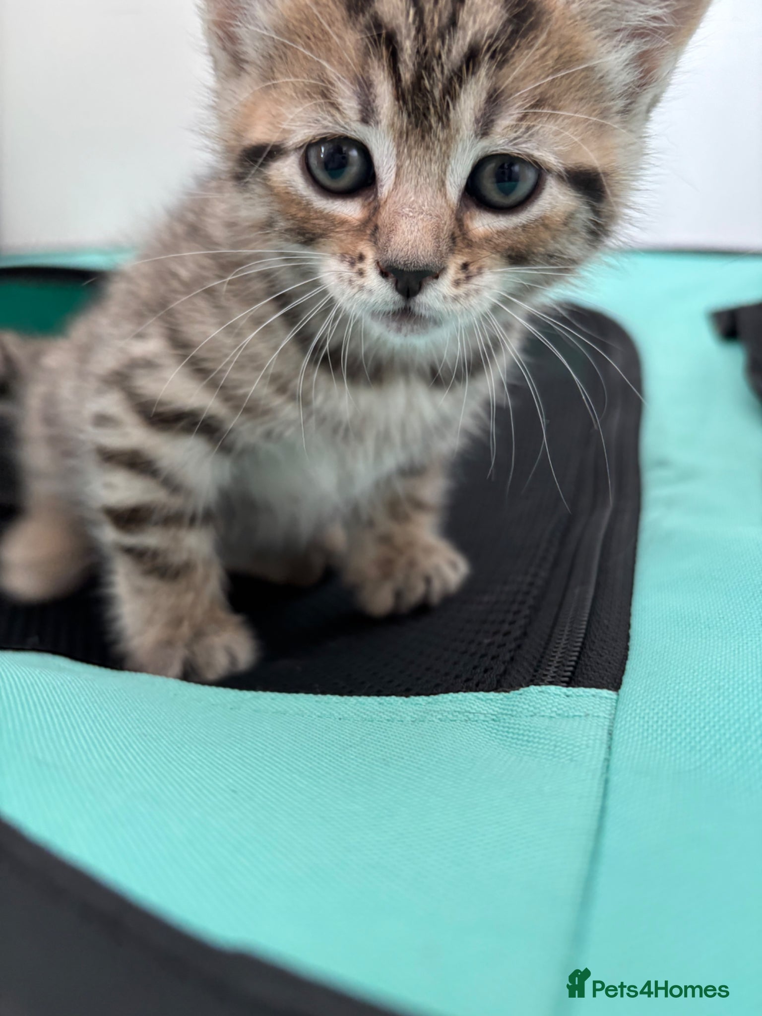 British Shorthair cats British shorthair/domestic kittens  - Advert 1