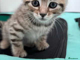 British Shorthair cats British shorthair/domestic kittens - Advert 1