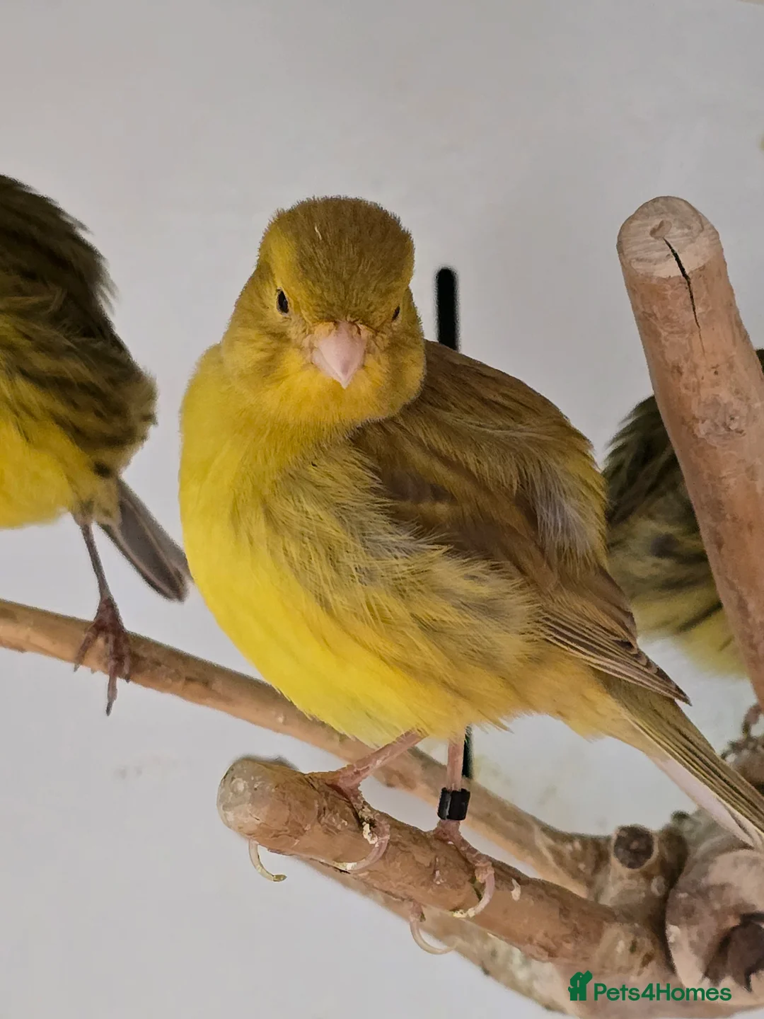 Canaries birds for sale: Stunning Fife & Gloster Canaries (pet or breeding) - Advert 3