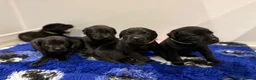 Labrador Retriever dogs for sale: KC Registered Labrador Puppies For Sale - Advert 6