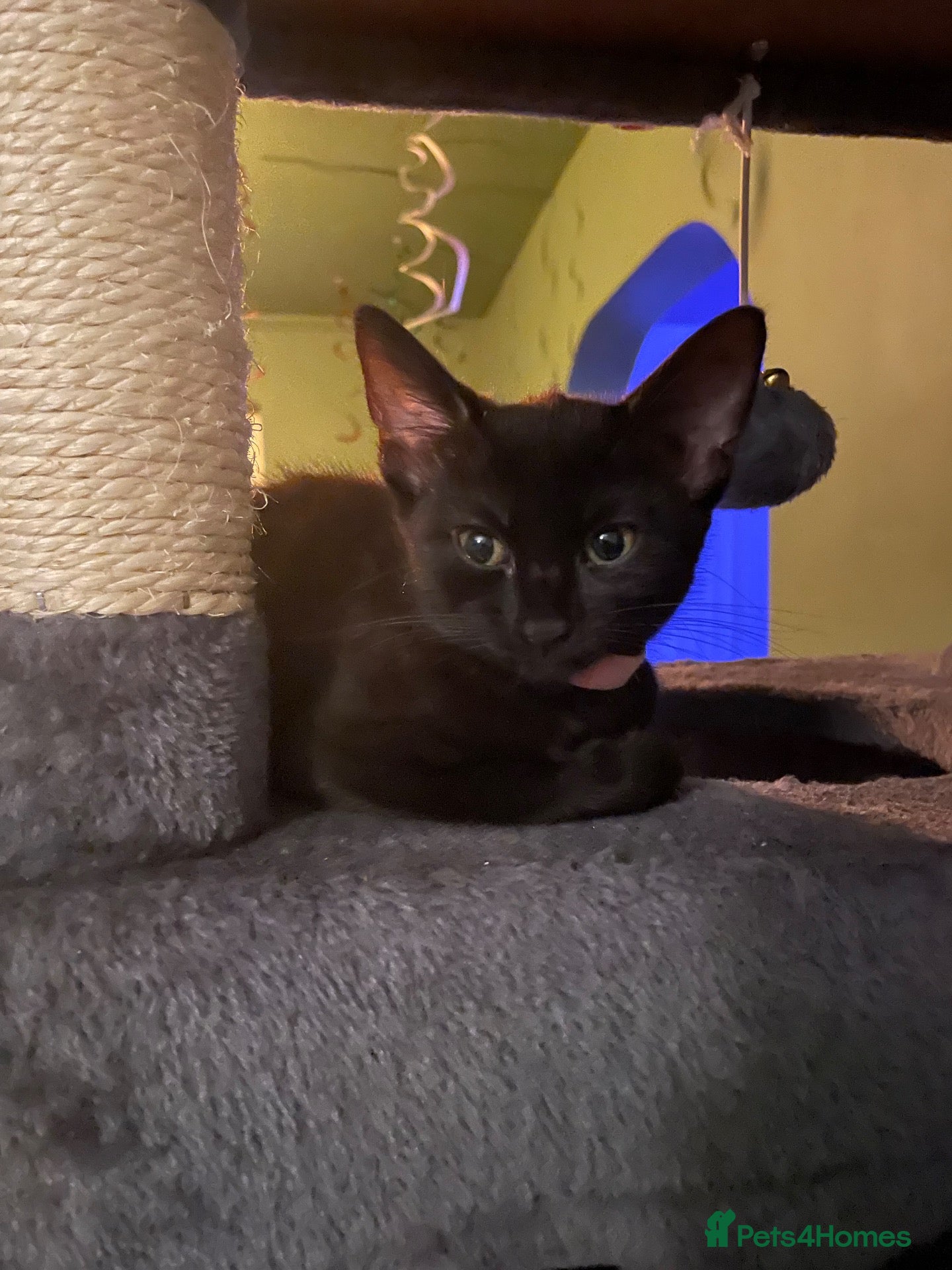 Mixed Breed cats Adorable kittens - Advert 13