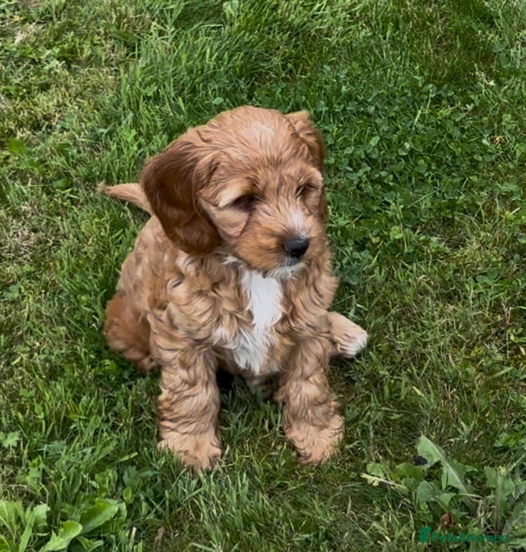 Australian Labradoodle dogs Mini Australian Labradoodle girl puppy - Advert 2