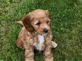 Australian Labradoodle dogs Mini Australian Labradoodle girl puppy - Advert 2