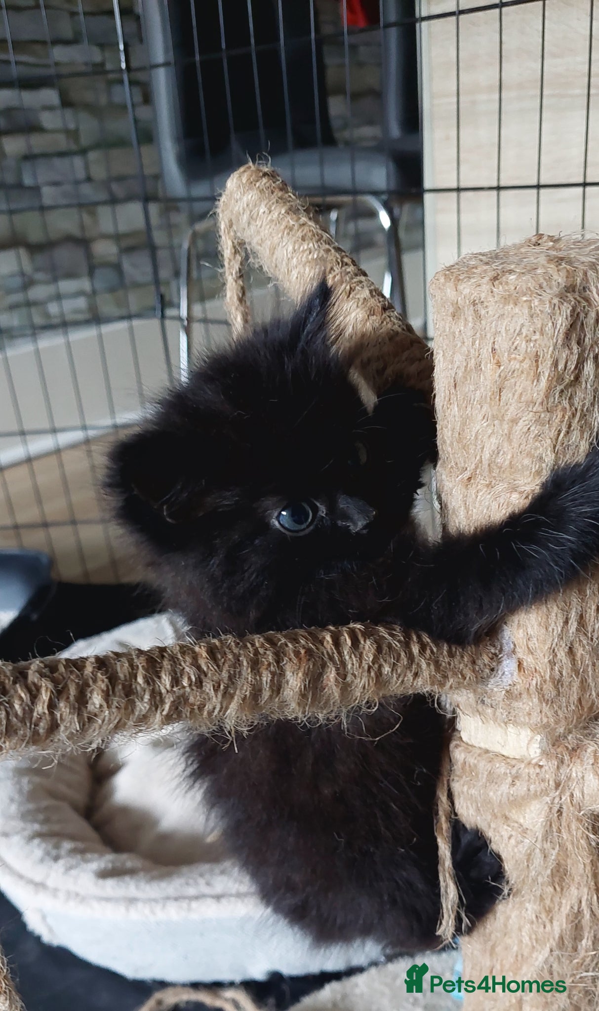 Mixed Breed cats Last fluffy girl left (ready to go now) - Advert 13