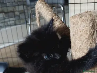 Mixed Breed cats Last fluffy girl left (ready to go now) - Advert 13