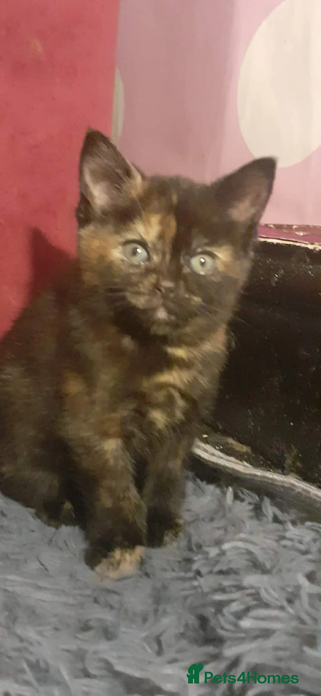 Mixed Breed cats for sale: Kittens  in Huddersfield - Advert 4
