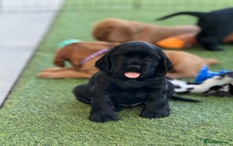 Cocker Spaniel dogs for sale: LAST BOY - Show Cocker Spaniel  in Newport - Image 18
