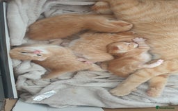 Domestic Shorthair cats for sale: Ginger kittens  - Image 3