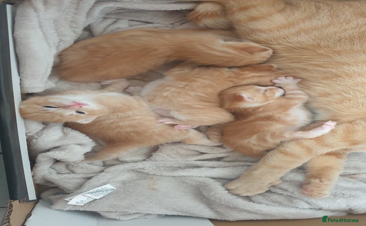 Domestic Shorthair cats - Advert 3