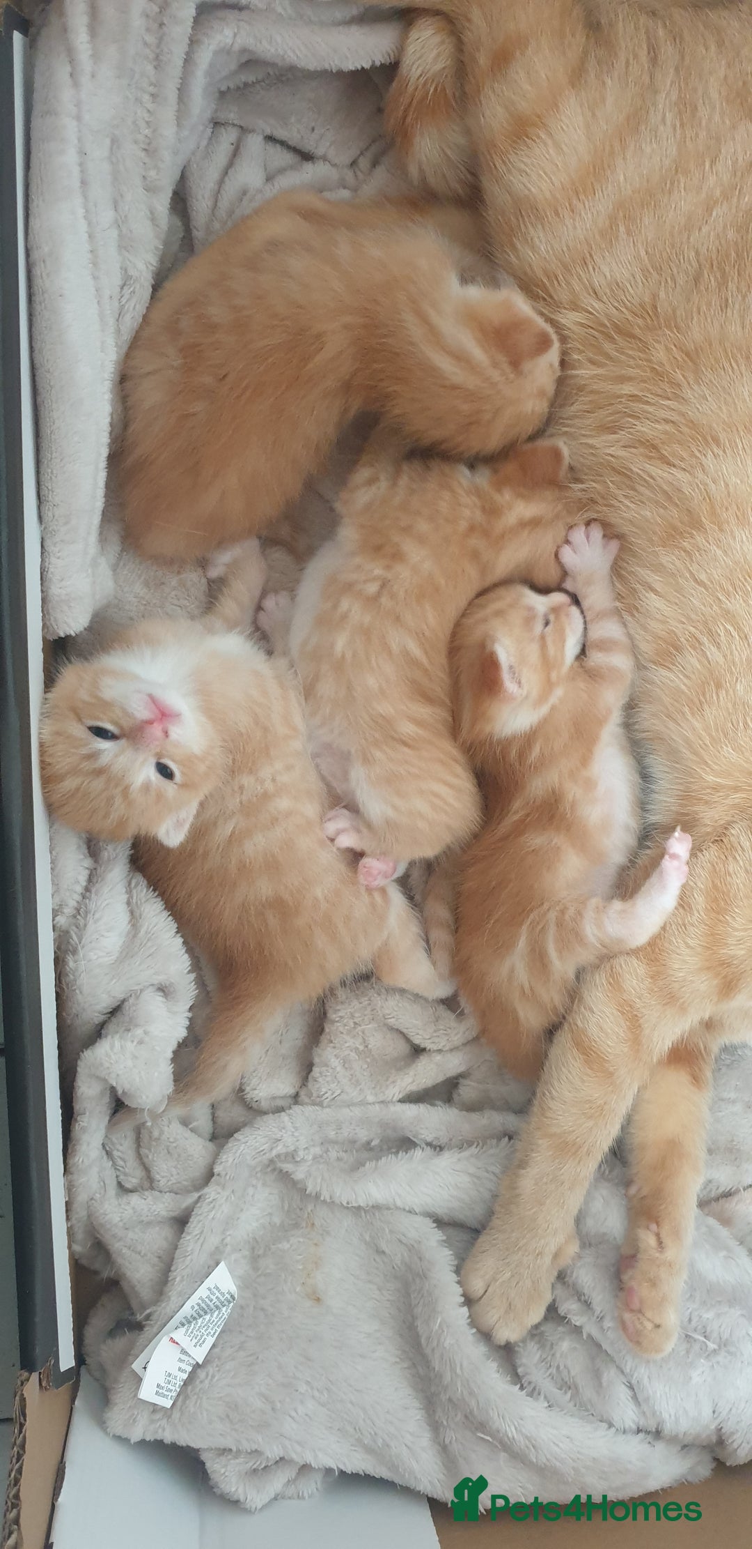 Domestic Shorthair cats for sale: Ginger kittens  - Image 3