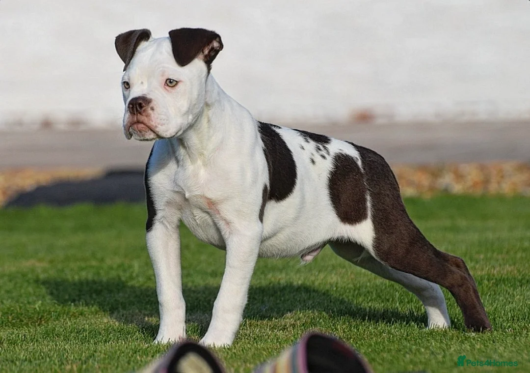 Old Tyme Bulldog dogs for sale: COUNCIL APPROVED⭐️5⭐️LICENSED.23 YEARS EXPERIENCE  - Advert 17