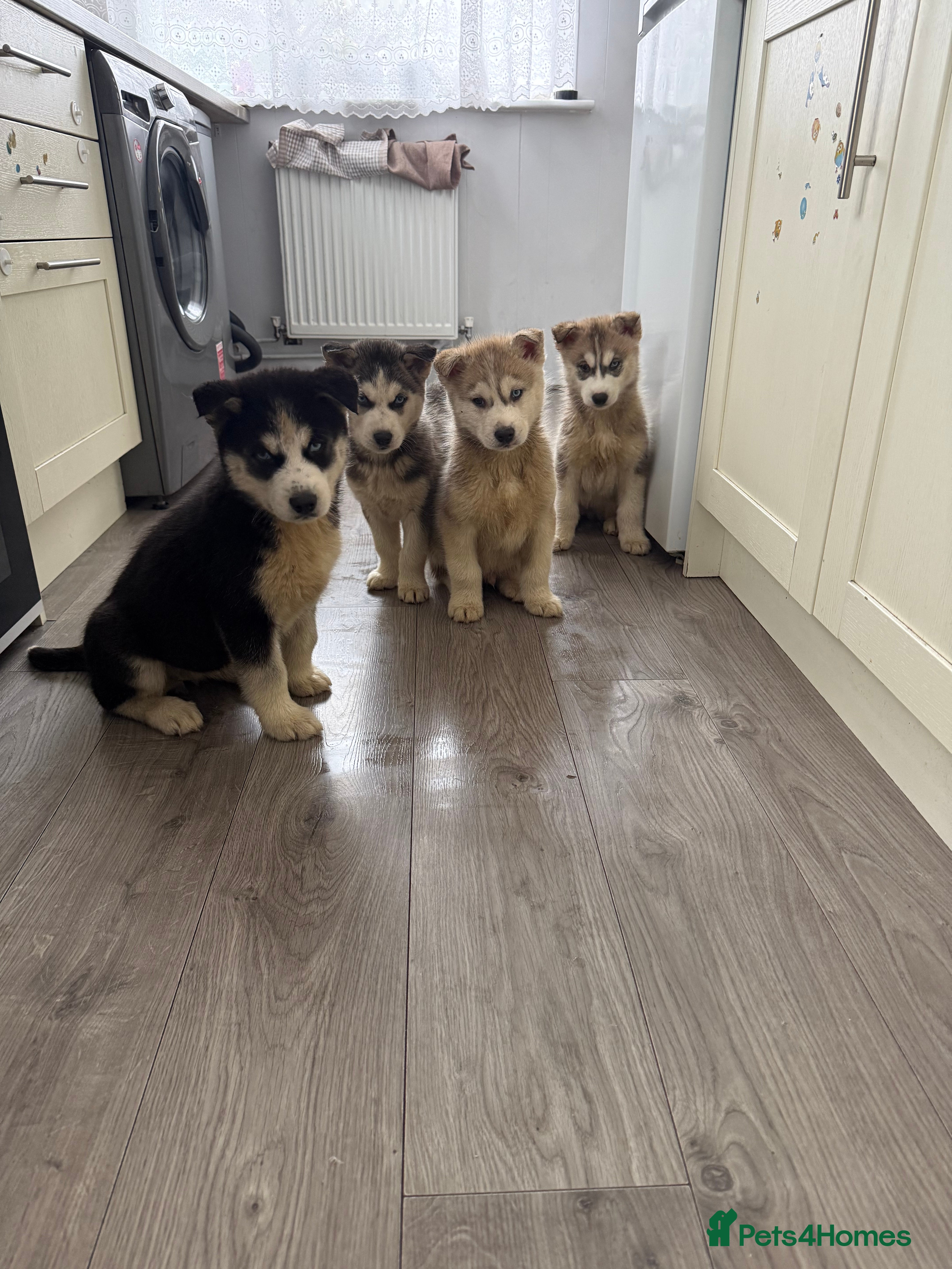 Siberian Husky dogs Puppies Siberian Huskies  - Advert 10