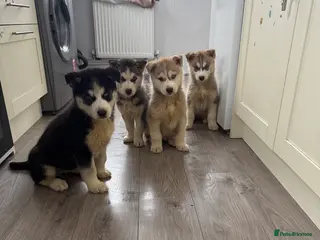 Siberian Husky dogs Puppies Siberian Huskies - Advert 10