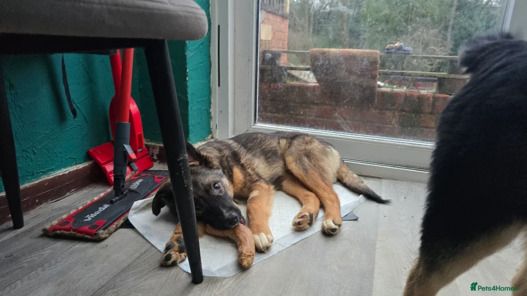 Mixed Breed dogs for adoption: Cute Colby for Adoption!  - Advert 3