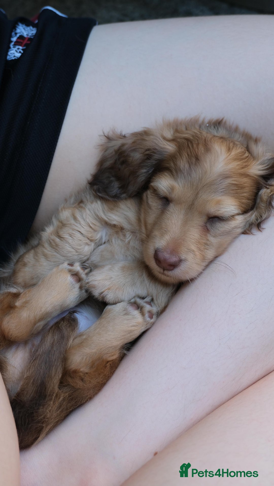 Miniature Dachshund dogs for sale: Miniature dachshunds - READY TO GO - Image 14