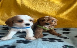 Cavapoo dogs for sale: Cavapoo x cavalier King Charles puppies  - Image 4