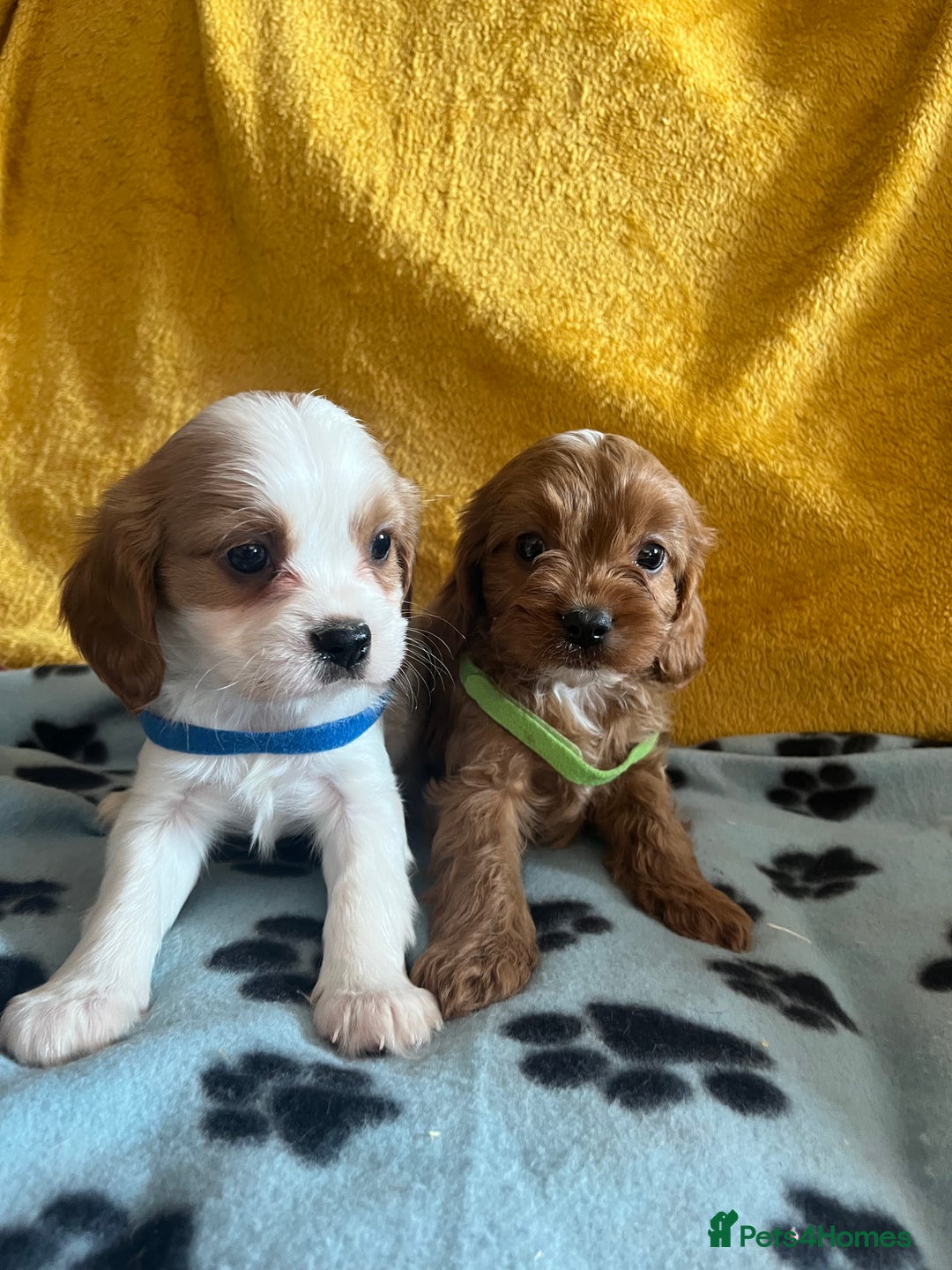 Cavapoo dogs for sale: Cavapoo x cavalier King Charles puppies  - Image 4