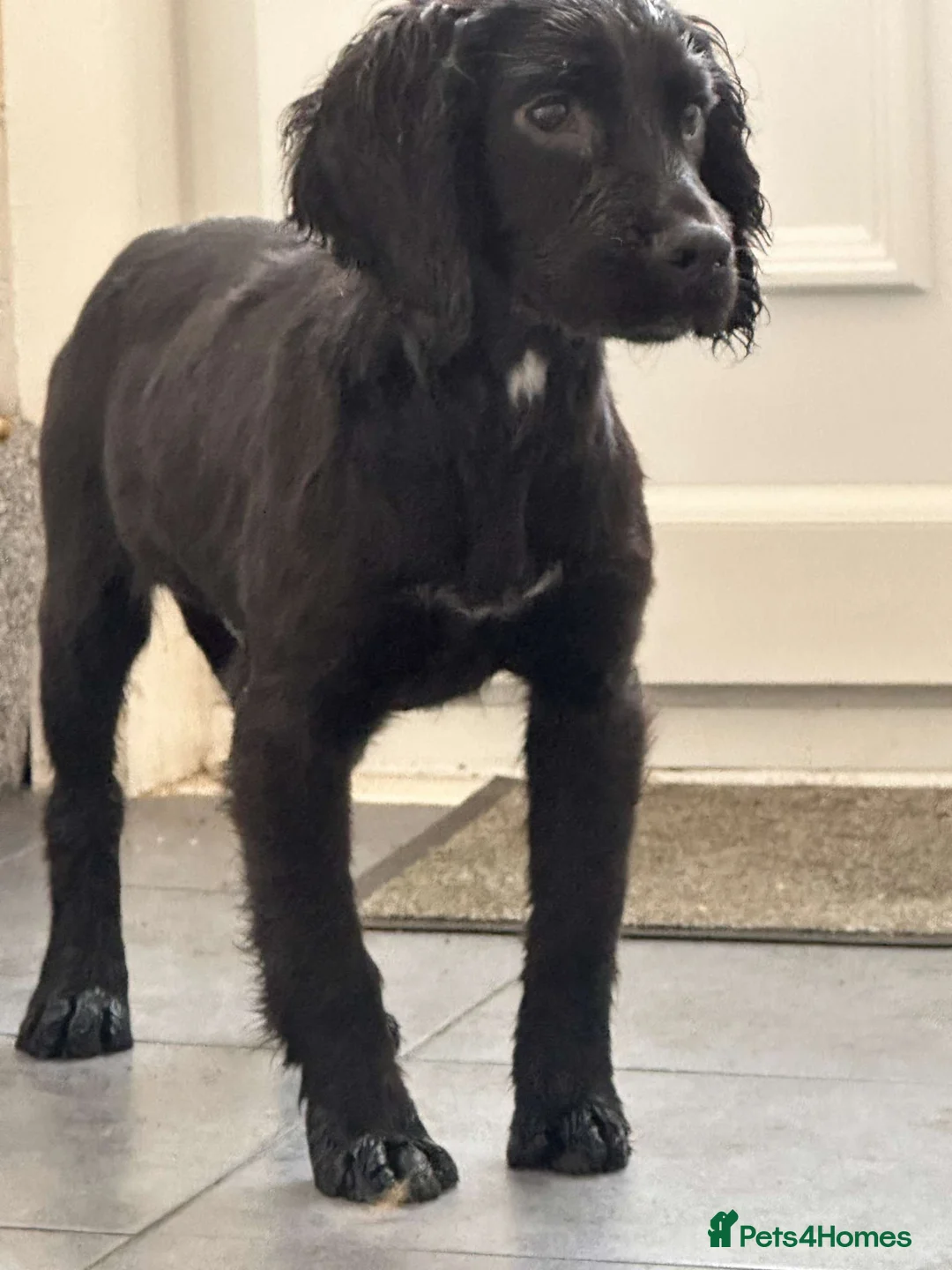 Cocker Spaniel dogs for sale: 2 stunning 5 month old cocker boys  - Advert 1