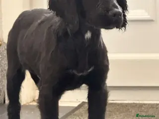 Cocker Spaniel dogs 2 stunning 5 month old cocker boys - Advert 3