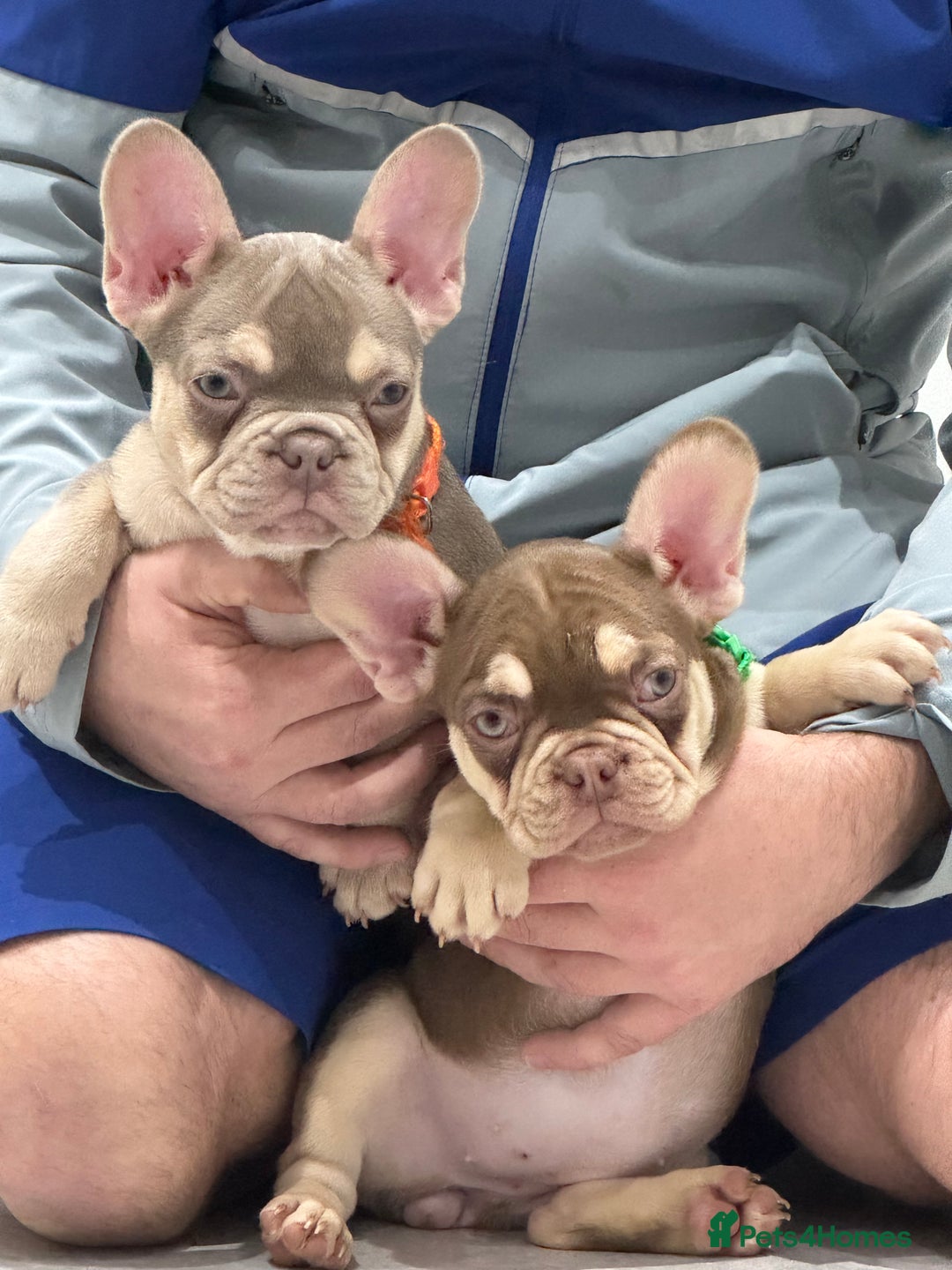 French Bulldog dogs for sale: French bulldog  - Image 10