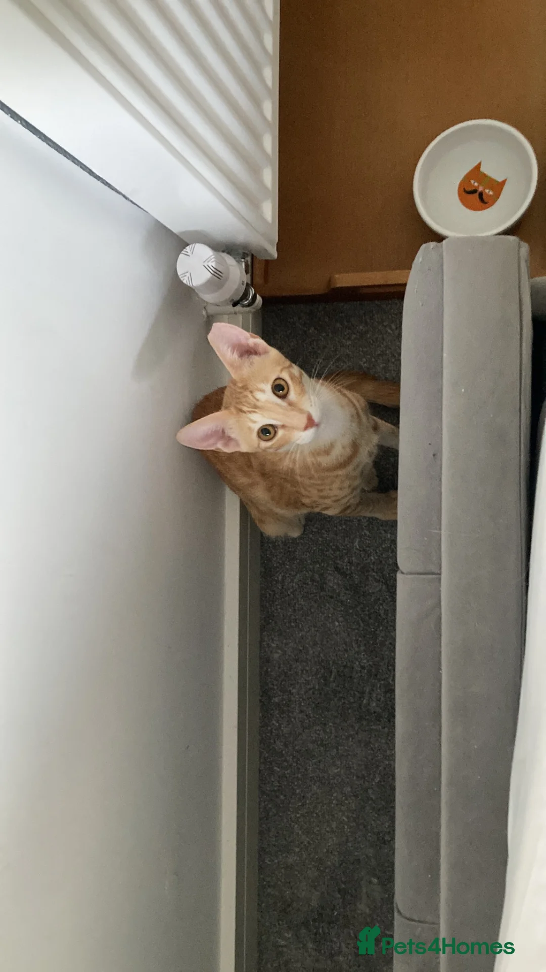 Mixed Breed cats for sale: Chatty ginger spotted playful kitten - Advert 2