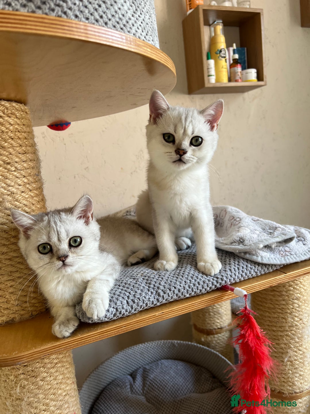 Scottish Fold cats for sale: Scottish Kittens – Fold & Straight – Ready Now - Image 29