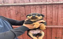 Rottweiler dogs for sale: Pure rottweiler  - Image 6