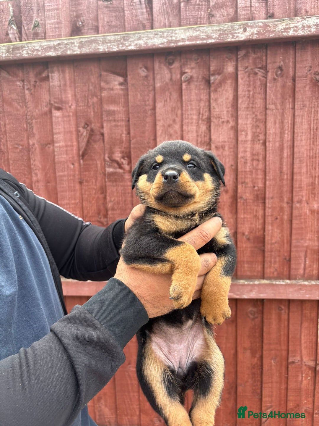 Rottweiler dogs for sale: Pure rottweiler  - Image 6